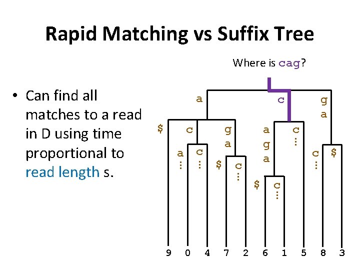 Rapid Matching vs Suffix Tree Where is cag? a $ c g a c