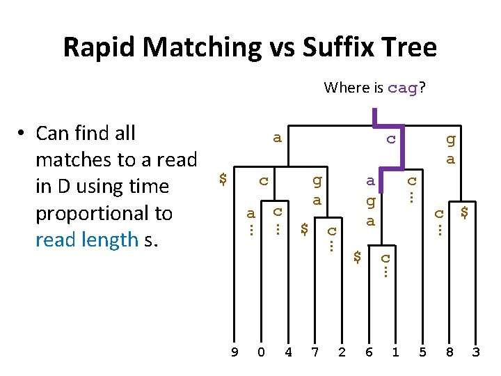 Rapid Matching vs Suffix Tree Where is cag? a $ c g a c