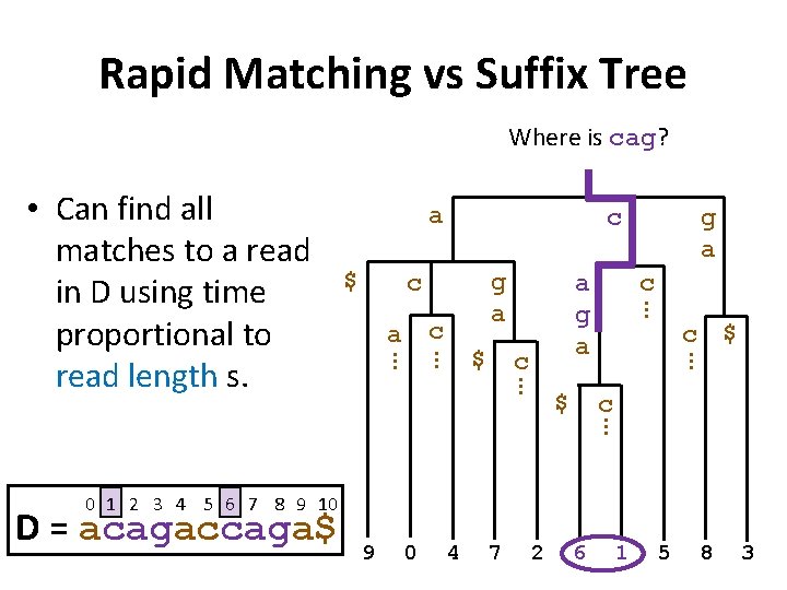 Rapid Matching vs Suffix Tree Where is cag? a $ c g a c