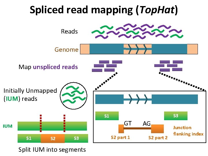 Spliced read mapping (Top. Hat) Reads Genome Map unspliced reads Initially Unmapped (IUM) reads