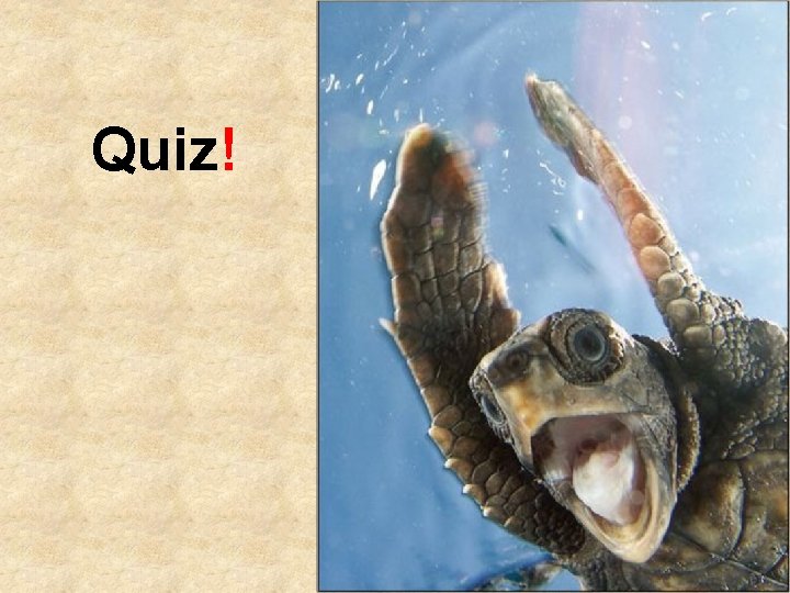 Quiz! 