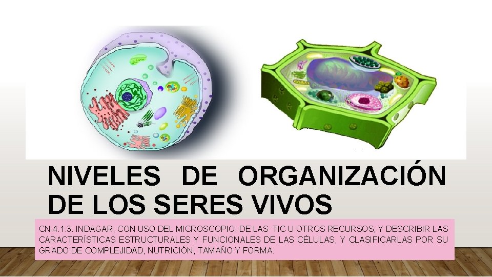 NIVELES DE ORGANIZACIÓN DE LOS SERES VIVOS CN. 4. 1. 3. INDAGAR, CON USO