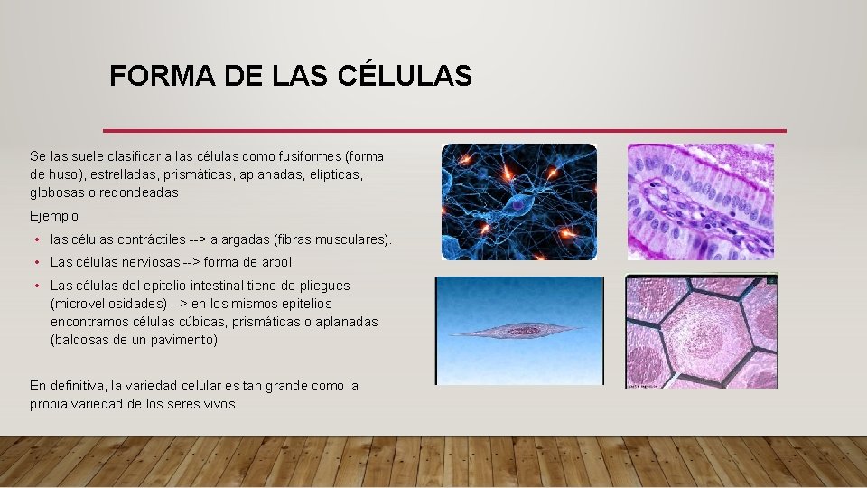 FORMA DE LAS CÉLULAS Se las suele clasificar a las células como fusiformes (forma