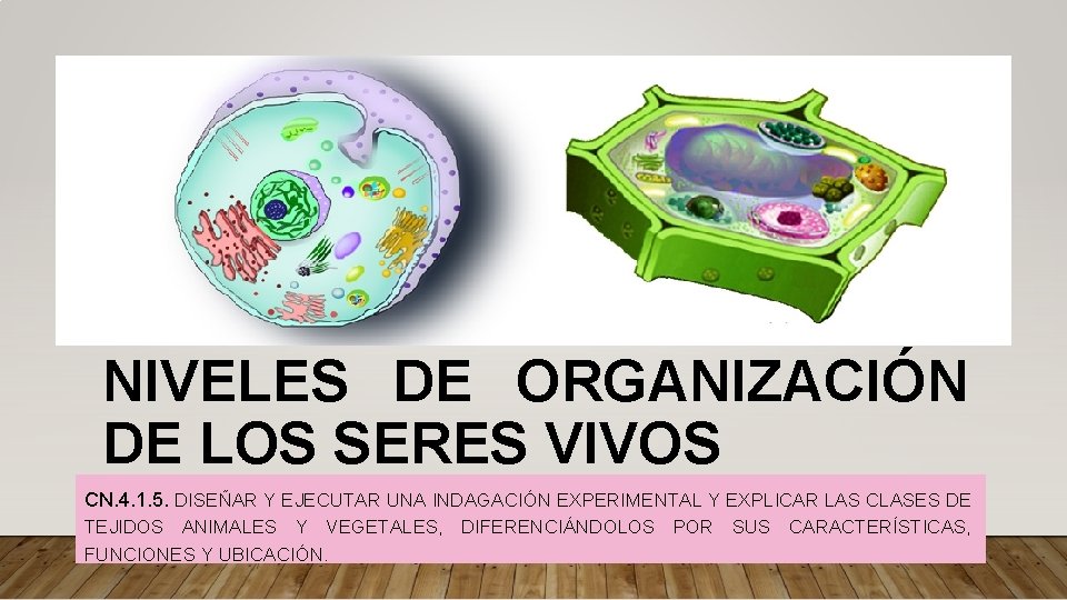 NIVELES DE ORGANIZACIÓN DE LOS SERES VIVOS CN. 4. 1. 5. DISEÑAR Y EJECUTAR