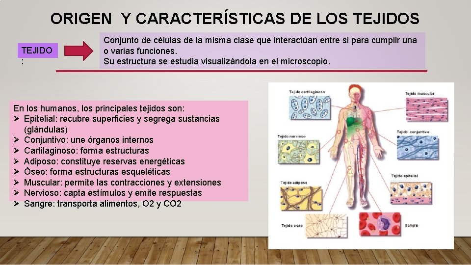 ORIGEN Y CARACTERÍSTICAS DE LOS TEJIDO : Conjunto de células de la misma clase