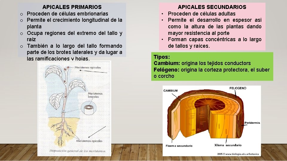 o o APICALES PRIMARIOS Proceden de células embrionarias Permite el crecimiento longitudinal de la