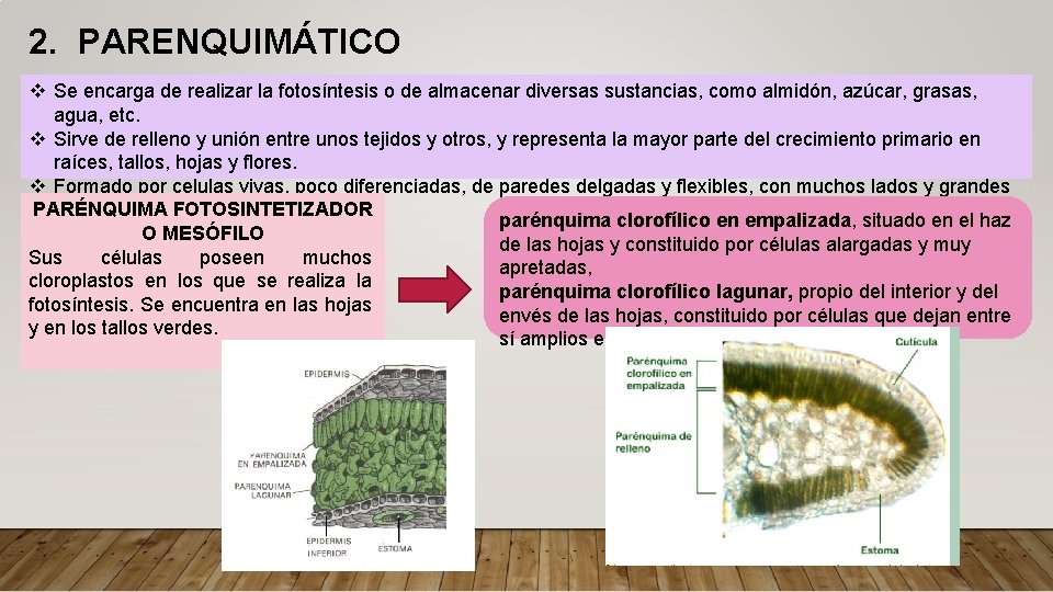 2. PARENQUIMÁTICO v Se encarga de realizar la fotosíntesis o de almacenar diversas sustancias,