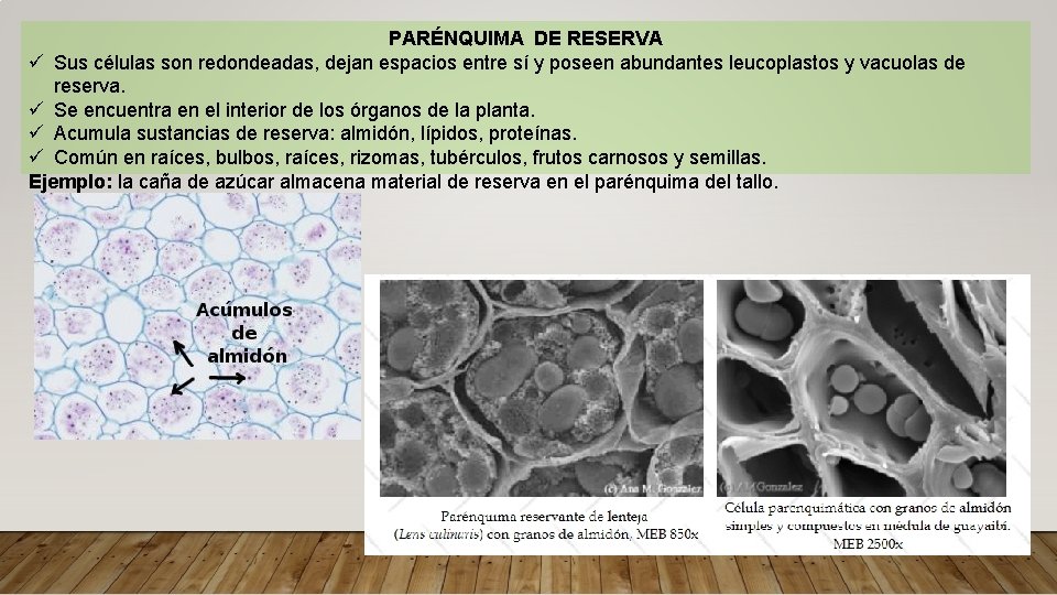 PARÉNQUIMA DE RESERVA ü Sus células son redondeadas, dejan espacios entre sí y poseen