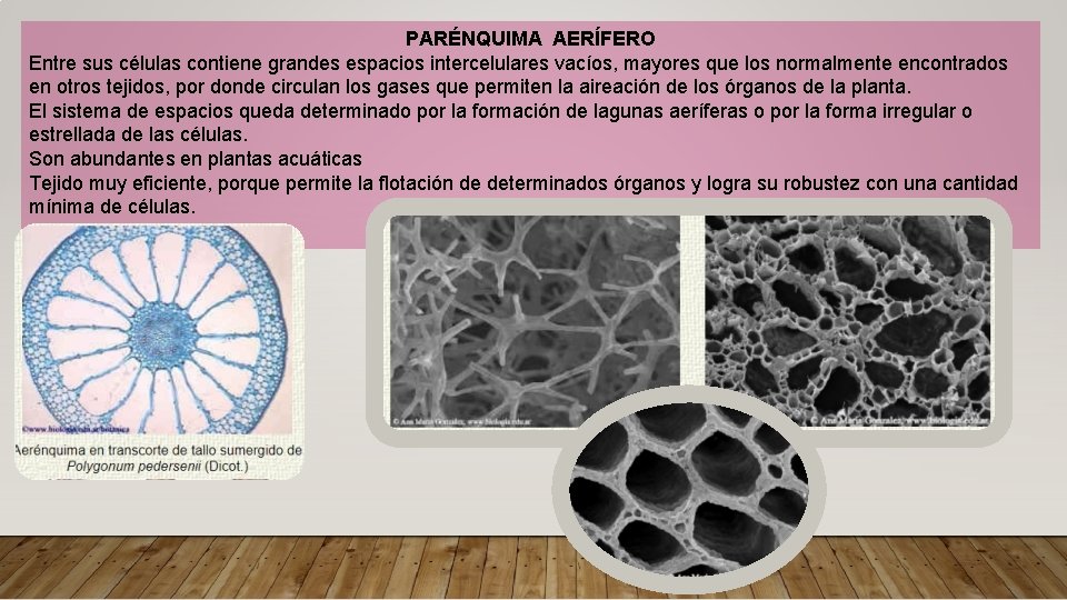 PARÉNQUIMA AERÍFERO Entre sus células contiene grandes espacios intercelulares vacíos, mayores que los normalmente