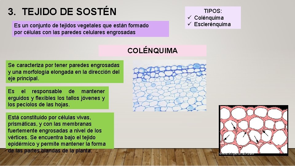 3. TEJIDO DE SOSTÉN Es un conjunto de tejidos vegetales que están formado por