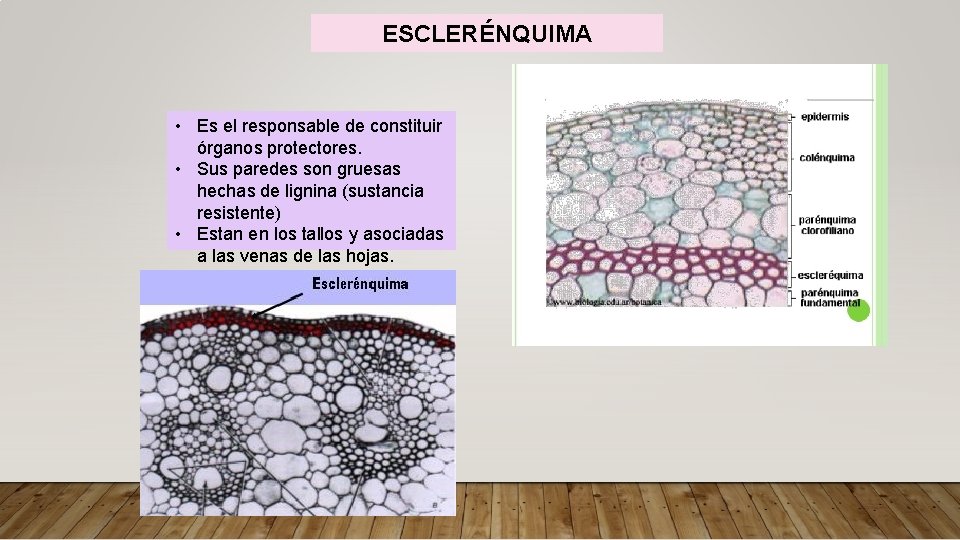 ESCLERÉNQUIMA • Es el responsable de constituir órganos protectores. • Sus paredes son gruesas
