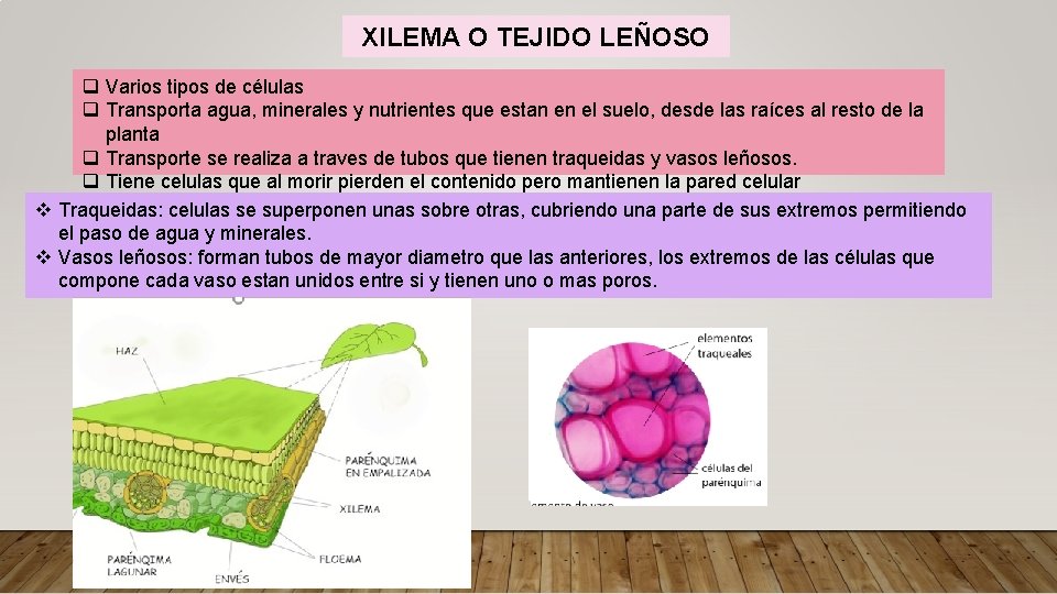 XILEMA O TEJIDO LEÑOSO q Varios tipos de células q Transporta agua, minerales y