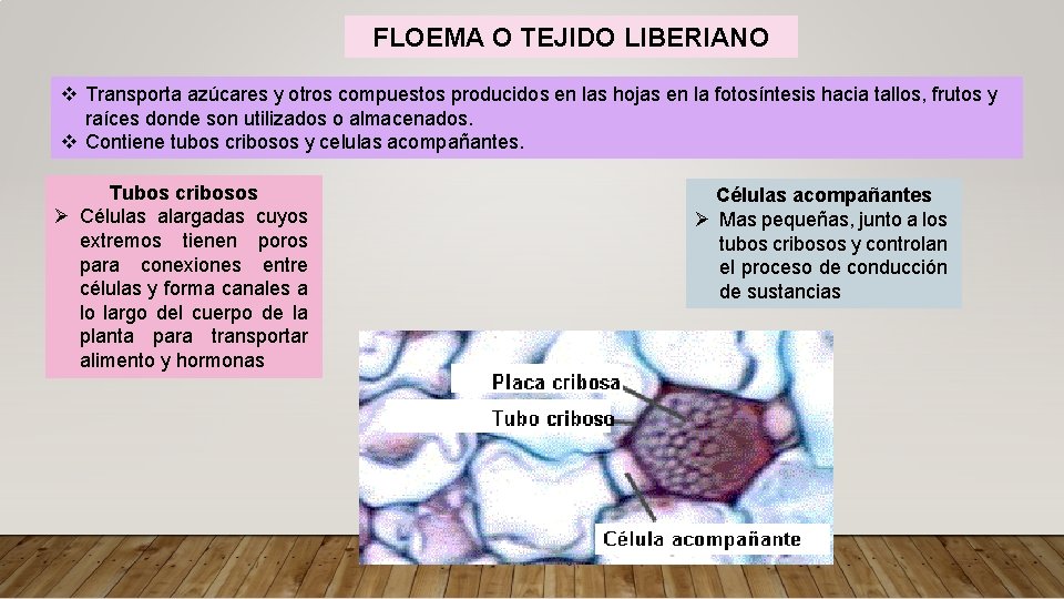 FLOEMA O TEJIDO LIBERIANO v Transporta azúcares y otros compuestos producidos en las hojas