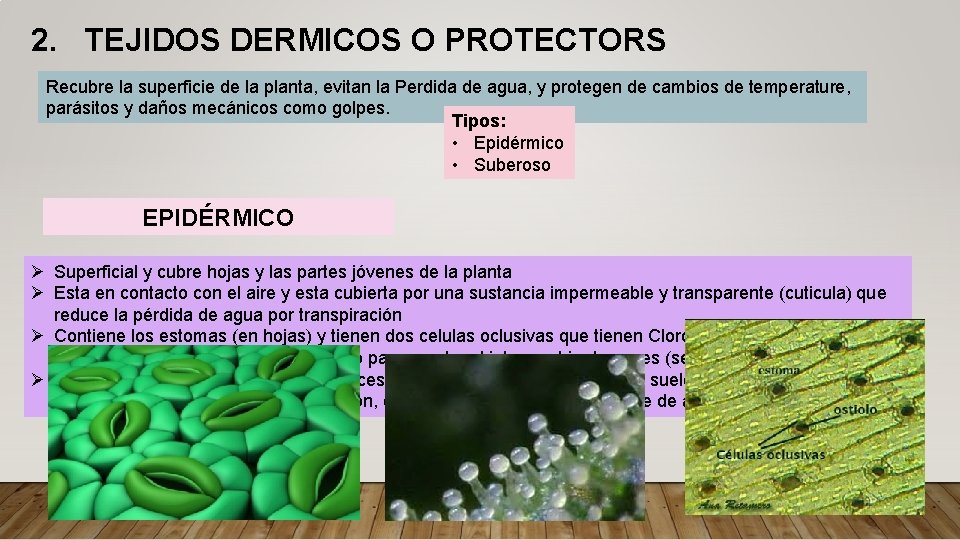 2. TEJIDOS DERMICOS O PROTECTORS Recubre la superficie de la planta, evitan la Perdida