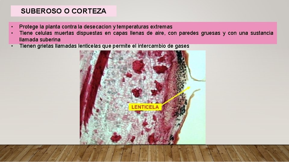 SUBEROSO O CORTEZA • • • Protege la planta contra la desecacion y temperaturas