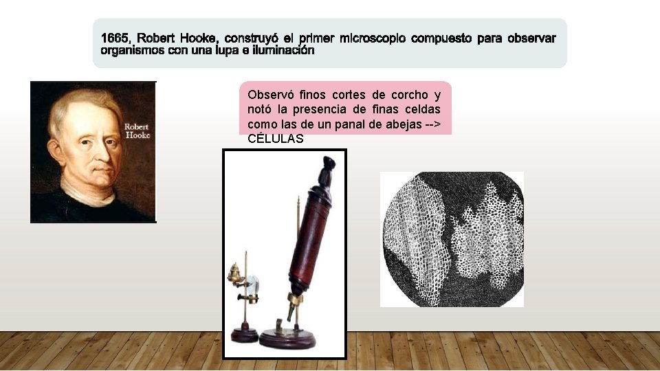 Observó finos cortes de corcho y notó la presencia de finas celdas como las