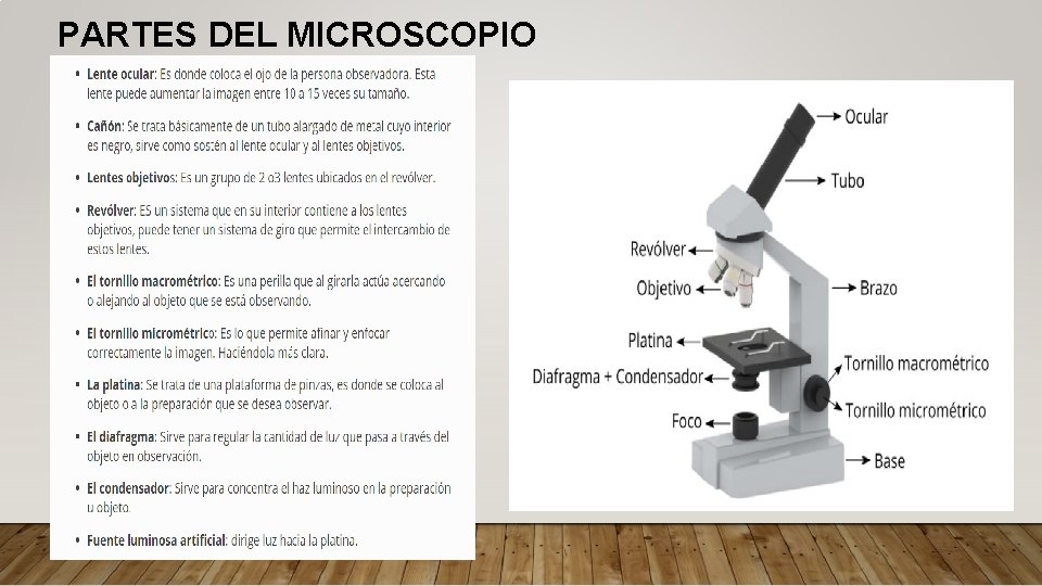 PARTES DEL MICROSCOPIO 