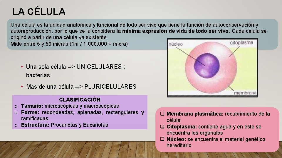 LA CÉLULA Una célula es la unidad anatómica y funcional de todo ser vivo