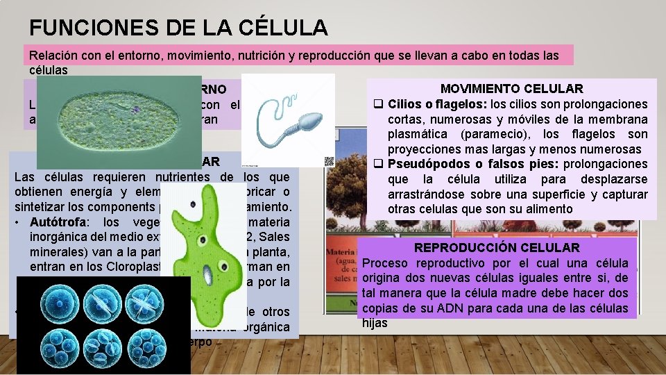 FUNCIONES DE LA CÉLULA Relación con el entorno, movimiento, nutrición y reproducción que se