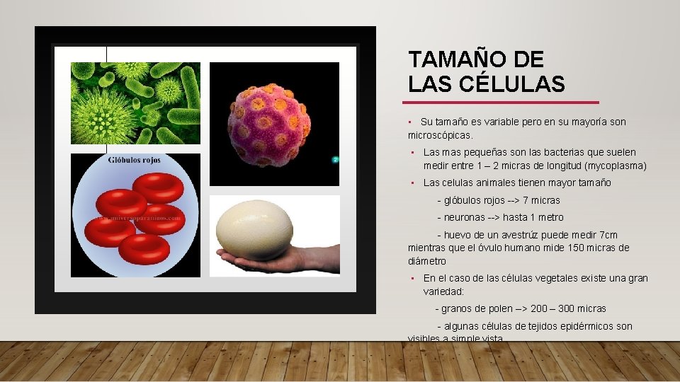TAMAÑO DE LAS CÉLULAS • Su tamaño es variable pero en su mayoría son