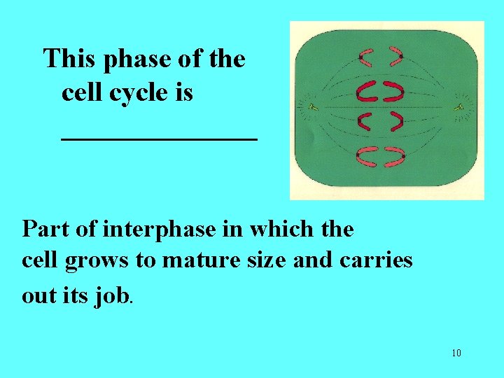 This phase of the cell cycle is _______ Part of interphase in which the This phase of the cell cycle is _______ Part of interphase in which the