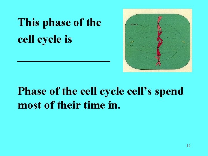 This phase of the cell cycle is ________ Phase of the cell cycle cell’s This phase of the cell cycle is ________ Phase of the cell cycle cell’s