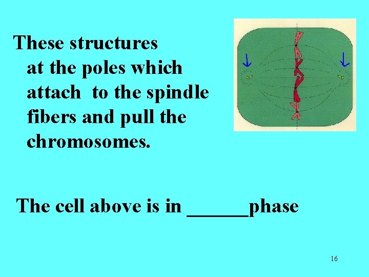 These structures at the poles which attach to the spindle fibers and pull the These structures at the poles which attach to the spindle fibers and pull the