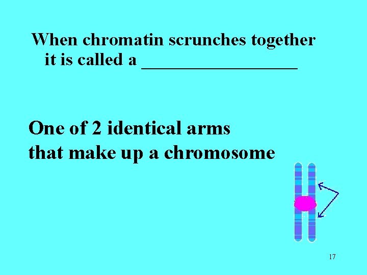 When chromatin scrunches together it is called a _________ One of 2 identical arms When chromatin scrunches together it is called a _________ One of 2 identical arms