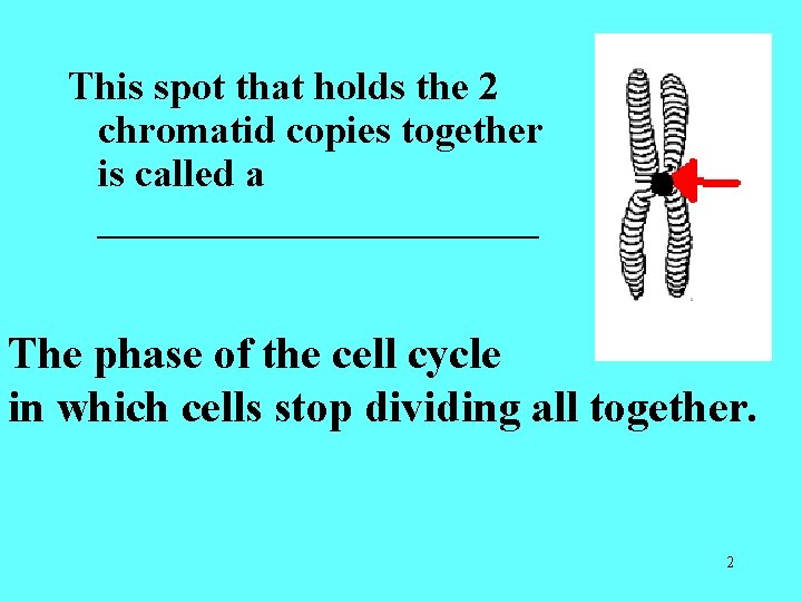 This spot that holds the 2 chromatid copies together is called a ___________ The This spot that holds the 2 chromatid copies together is called a ___________ The