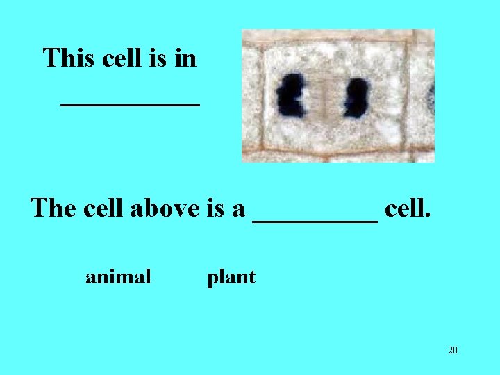 This cell is in _____ The cell above is a _____ cell. animal plant This cell is in _____ The cell above is a _____ cell. animal plant
