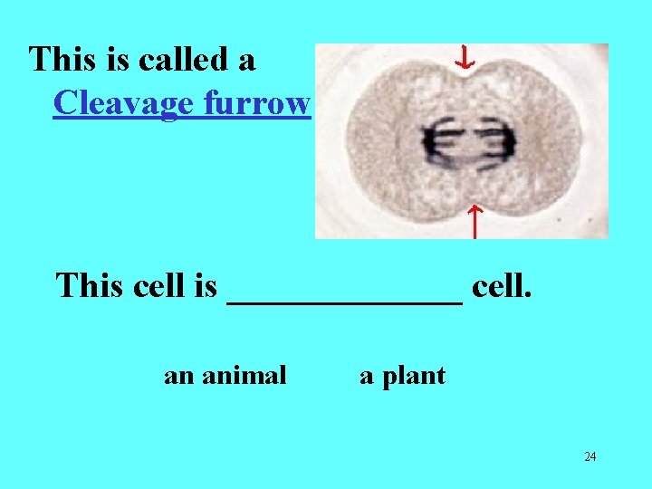 This is called a Cleavage furrow This cell is _______ cell. an animal a This is called a Cleavage furrow This cell is _______ cell. an animal a