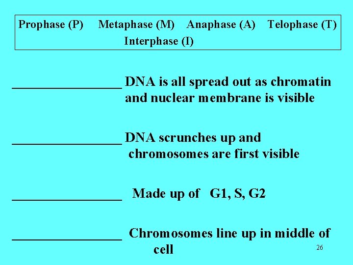 Prophase (P) Metaphase (M) Anaphase (A) Interphase (I) Telophase (T) ________ DNA is all Prophase (P) Metaphase (M) Anaphase (A) Interphase (I) Telophase (T) ________ DNA is all
