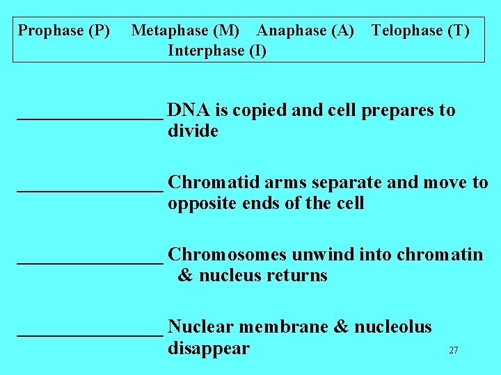 Prophase (P) Metaphase (M) Anaphase (A) Telophase (T) Interphase (I) ________ DNA is copied Prophase (P) Metaphase (M) Anaphase (A) Telophase (T) Interphase (I) ________ DNA is copied