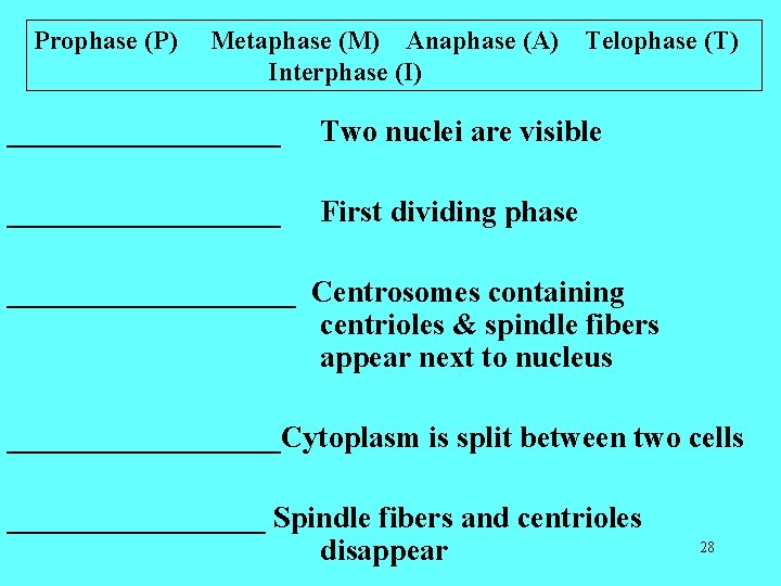 Prophase (P) Metaphase (M) Anaphase (A) Interphase (I) Telophase (T) _________ Two nuclei are Prophase (P) Metaphase (M) Anaphase (A) Interphase (I) Telophase (T) _________ Two nuclei are