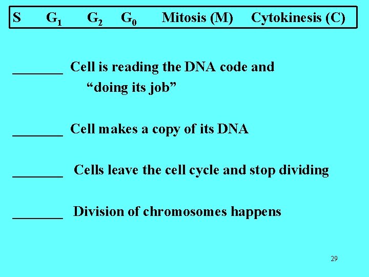 S G 1 G 2 G 0 Mitosis (M) Cytokinesis (C) _______ Cell is S G 1 G 2 G 0 Mitosis (M) Cytokinesis (C) _______ Cell is