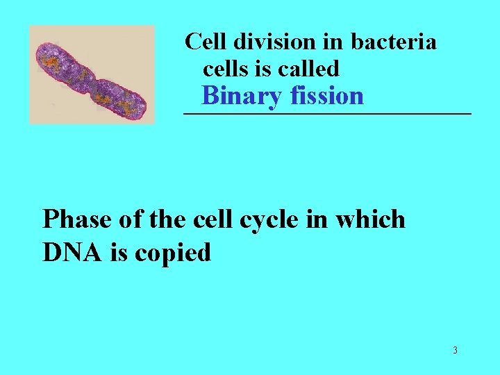 Cell division in bacteria cells is called Binary fission ____________ Phase of the cell Cell division in bacteria cells is called Binary fission ____________ Phase of the cell