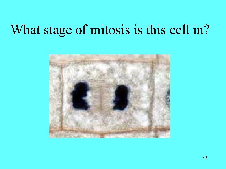 What stage of mitosis is this cell in? 32 What stage of mitosis is this cell in? 32