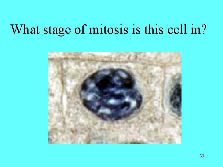 What stage of mitosis is this cell in? 33 What stage of mitosis is this cell in? 33