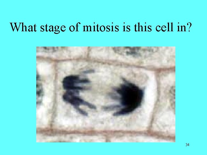 What stage of mitosis is this cell in? 34 What stage of mitosis is this cell in? 34