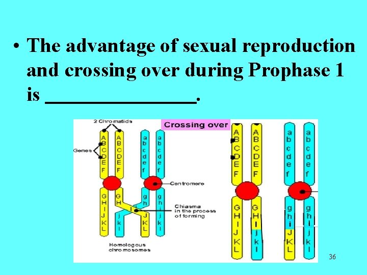 • The advantage of sexual reproduction and crossing over during Prophase 1 is. • The advantage of sexual reproduction and crossing over during Prophase 1 is.