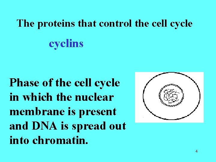 The proteins that control the cell cycle cyclins Phase of the cell cycle in The proteins that control the cell cycle cyclins Phase of the cell cycle in