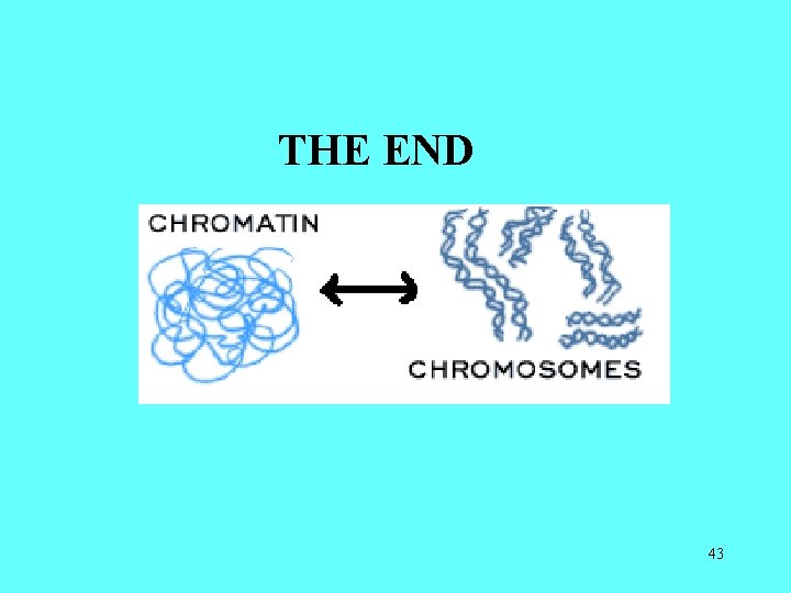 THE END 43 THE END 43