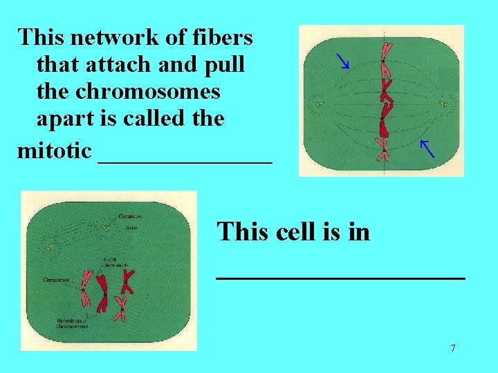 This network of fibers that attach and pull the chromosomes apart is called the This network of fibers that attach and pull the chromosomes apart is called the