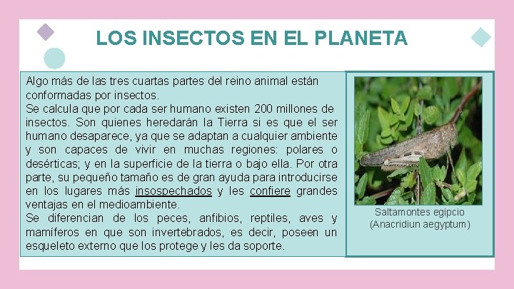 LOS INSECTOS EN EL PLANETA Algo más de las tres cuartas partes del reino