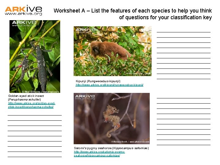 Worksheet A – List the features of each species to help you think of Worksheet A – List the features of each species to help you think of
