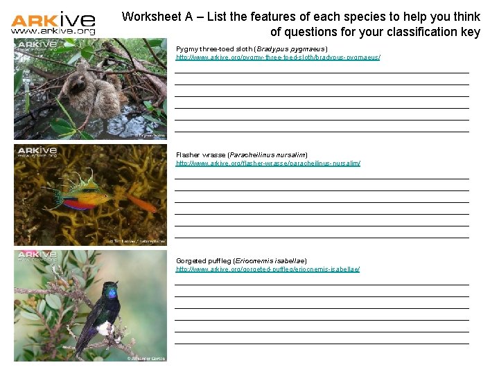 Worksheet A – List the features of each species to help you think of Worksheet A – List the features of each species to help you think of