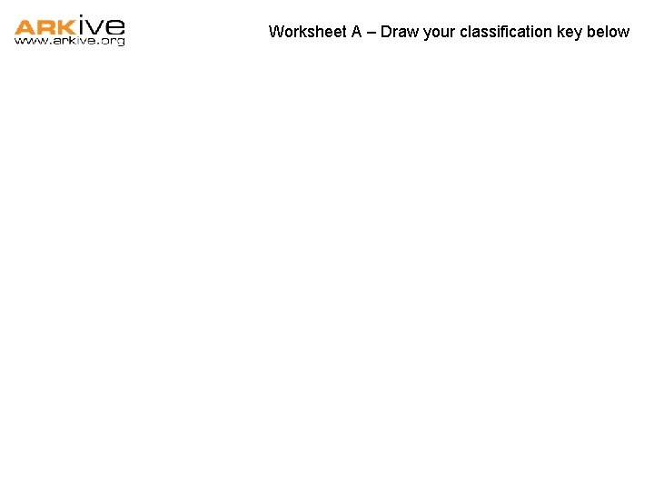 Worksheet A – Draw your classification key below Worksheet A – Draw your classification key below