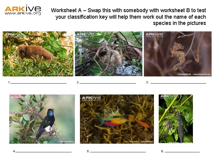 Worksheet A – Swap this with somebody with worksheet B to test your classification Worksheet A – Swap this with somebody with worksheet B to test your classification