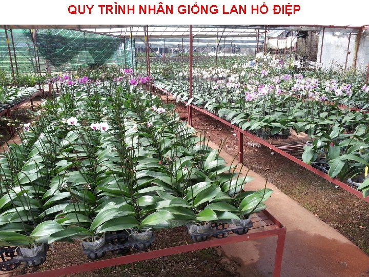 QUY TRÌNH NH N GIỐNG LAN HỒ ĐIỆP 10 