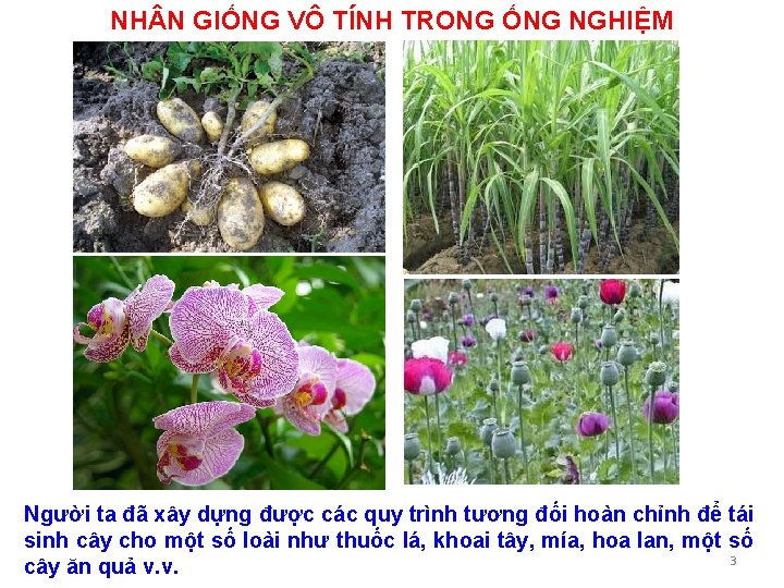 NH N GIỐNG VÔ TÍNH TRONG ỐNG NGHIỆM Người ta đã xây dựng được